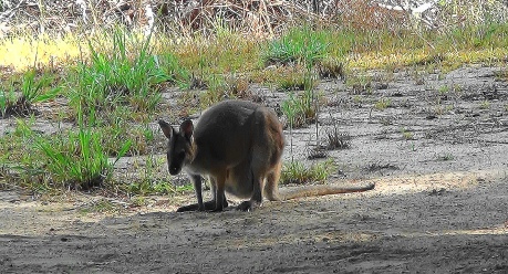 wallaby audience